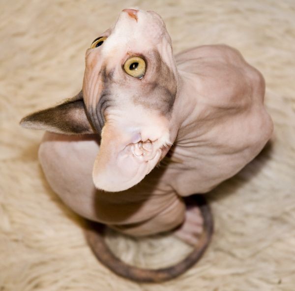Sphynx Cats - Cats Without Fur (14)