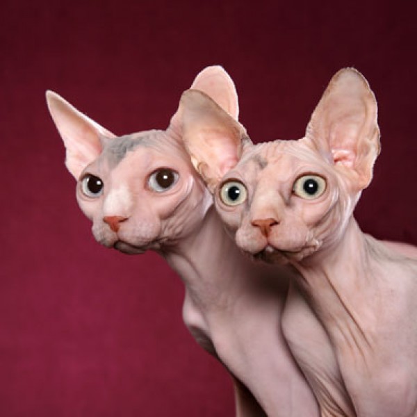 Sphynx Cats - Cats Without Fur (19)