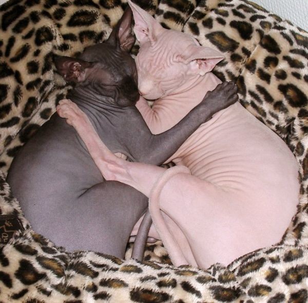 Sphynx Cats - Cats Without Fur (2)
