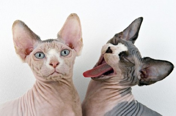 Sphynx Cats - Cats Without Fur (23)