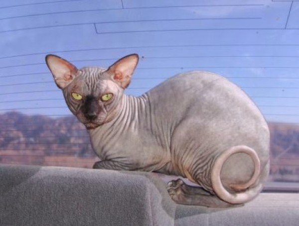 Sphynx Cats - Cats Without Fur (27)