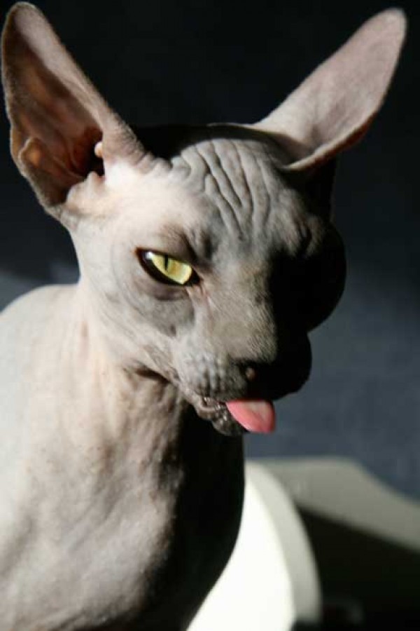 Sphynx Cats - Cats Without Fur (28)