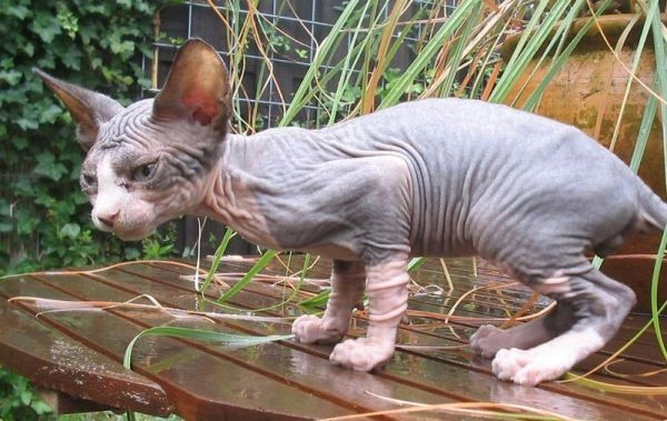 Sphynx Cats - Cats Without Fur (3)