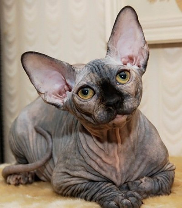 Sphynx Cats - Cats Without Fur (33)