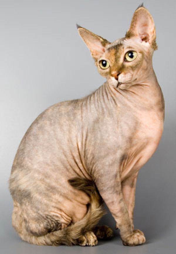 Sphynx Cats - Cats Without Fur (36)