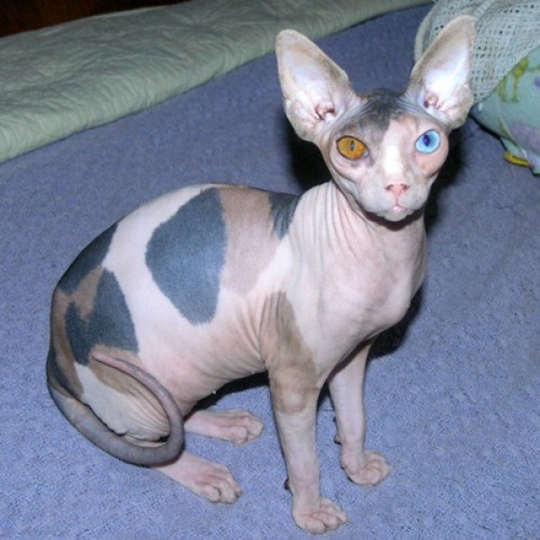 Sphynx Cats - Cats Without Fur (38)