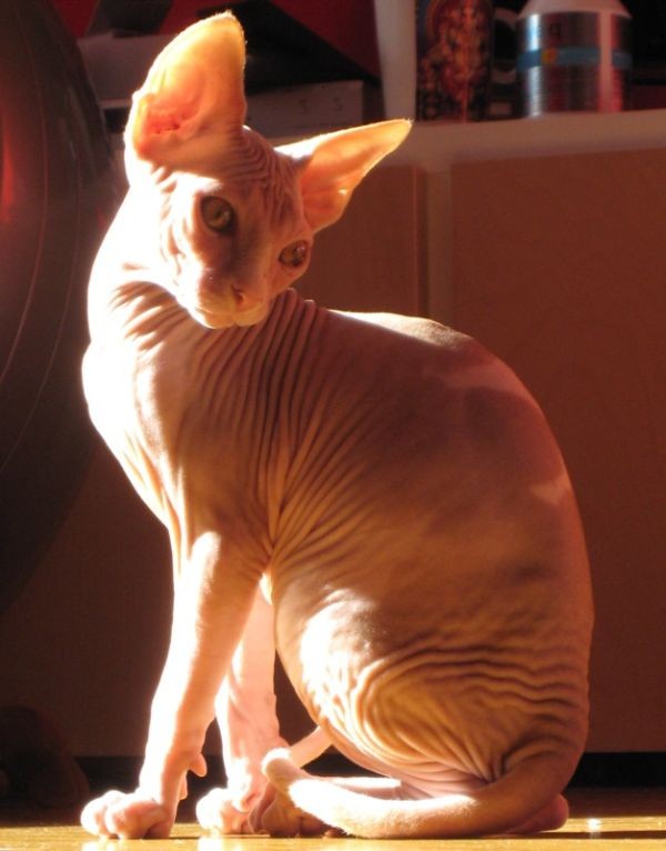 Sphynx Cats - Cats Without Fur (4)