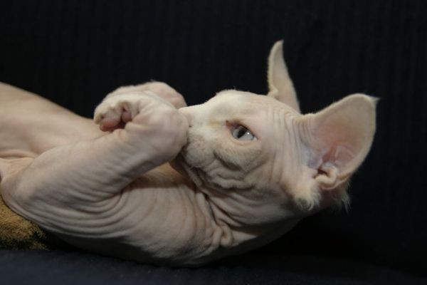 Sphynx Cats - Cats Without Fur (6)