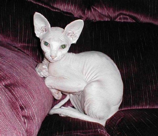 Sphynx Cats - Cats Without Fur (7)