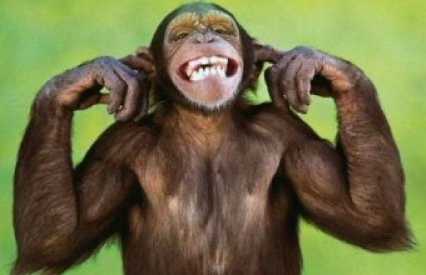 Unbelievably Cute Laughing Monkeys (1)