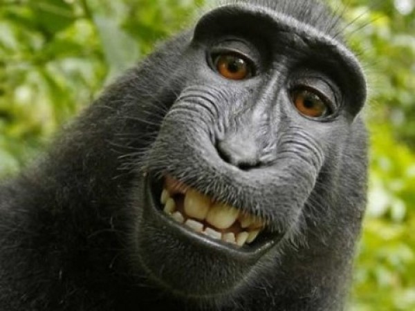 Unbelievably Cute Laughing Monkeys (10)