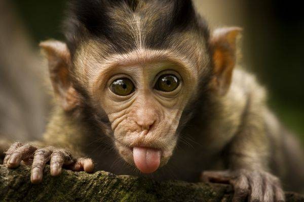 Unbelievably Cute Laughing Monkeys (2)