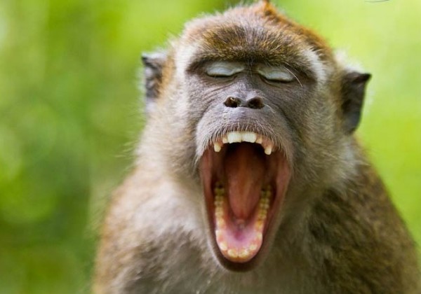 Unbelievably Cute Laughing Monkeys (8)