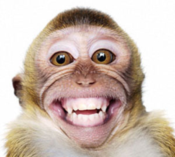 Unbelievably Cute Laughing Monkeys (9)