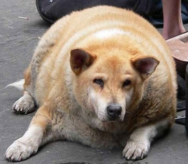 Animals That Would Thrive on a Diet (12)