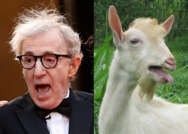 Celebrities Who Look Like Animals (1)