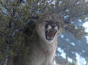 Mountain Lion Attacks Son. Dad Attacks Mountain Lion.