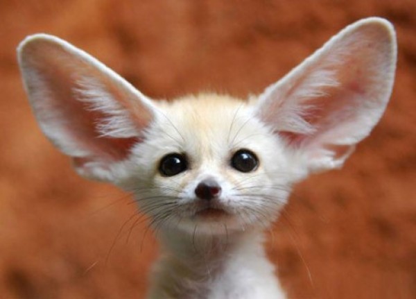 Alien Looking Dogs (8)