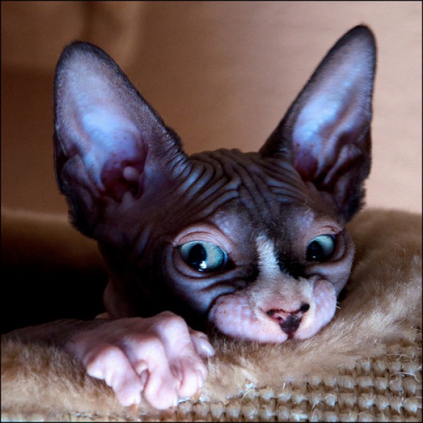 Sphynx Cats - Cats Without Fur (1)