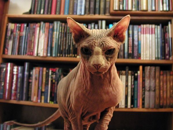Sphynx Cats - Cats Without Fur (10)