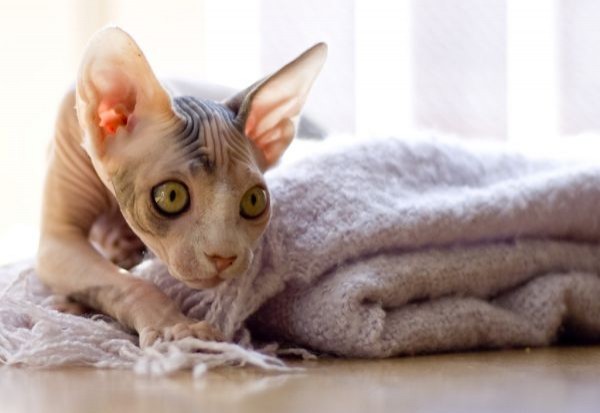 Sphynx Cats - Cats Without Fur (12)