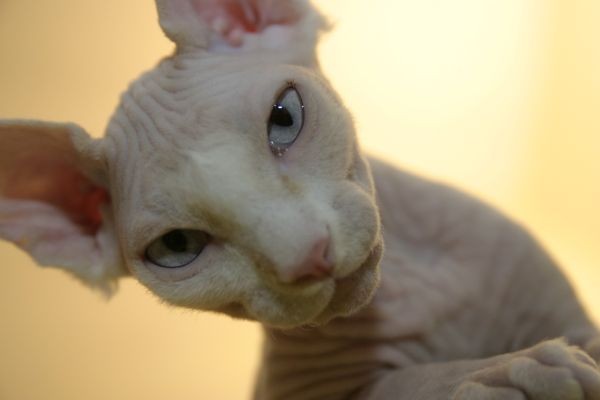 Sphynx Cats - Cats Without Fur (13)