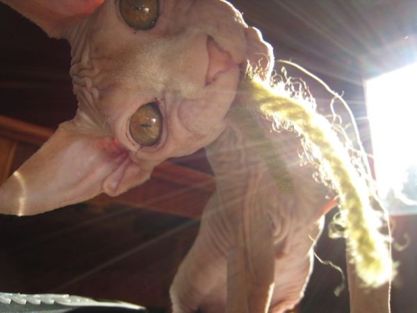 Sphynx Cats - Cats Without Fur (15)