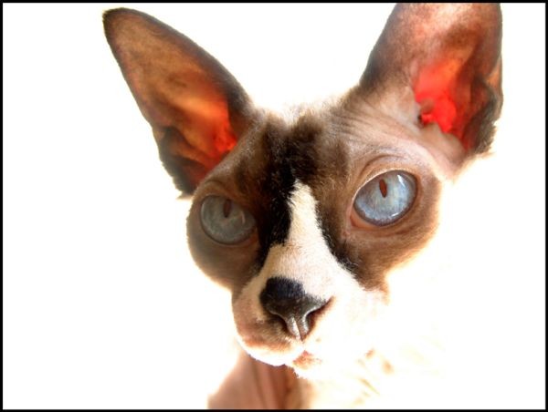Sphynx Cats - Cats Without Fur (16)