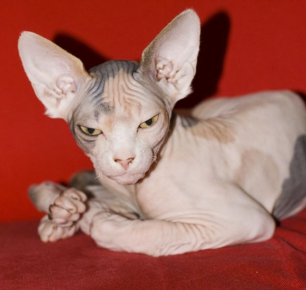 Sphynx Cats - Cats Without Fur (17)