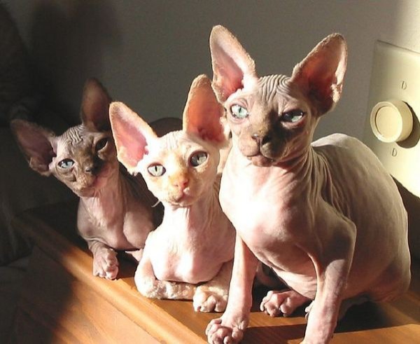Sphynx Cats - Cats Without Fur (18)