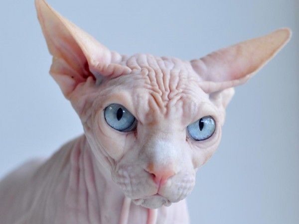 Sphynx Cats - Cats Without Fur (20)