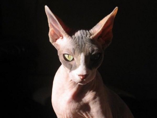 Sphynx Cats - Cats Without Fur (21)