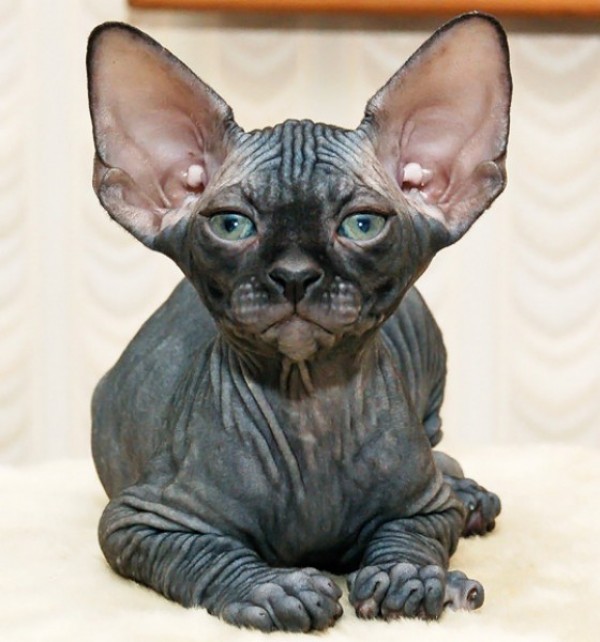 Sphynx Cats - Cats Without Fur (22)