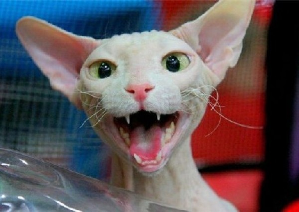 Sphynx Cats - Cats Without Fur (24)