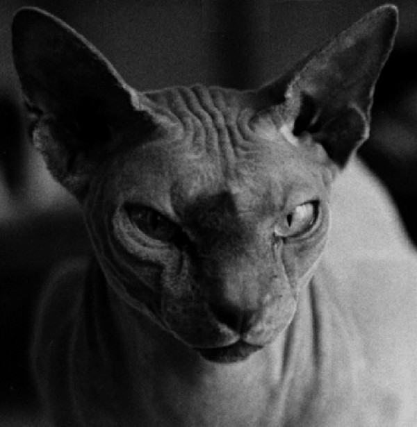 Sphynx Cats - Cats Without Fur (25)
