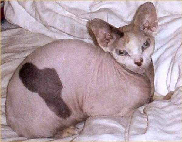 Sphynx Cats - Cats Without Fur (26)