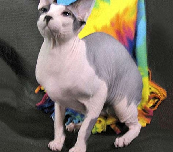 Sphynx Cats - Cats Without Fur (29)