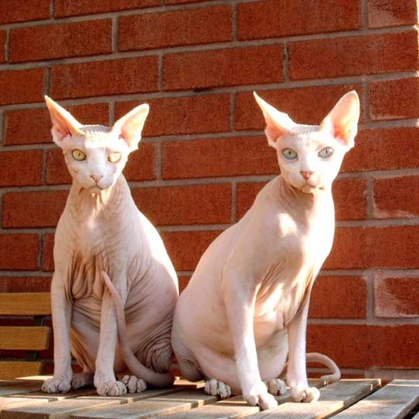 Sphynx Cats - Cats Without Fur (30)