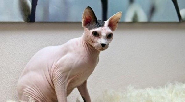 Sphynx Cats - Cats Without Fur (31)