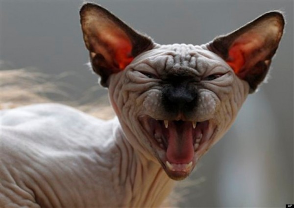 Sphynx Cats - Cats Without Fur (32)