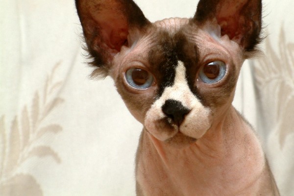 Sphynx Cats - Cats Without Fur (34)