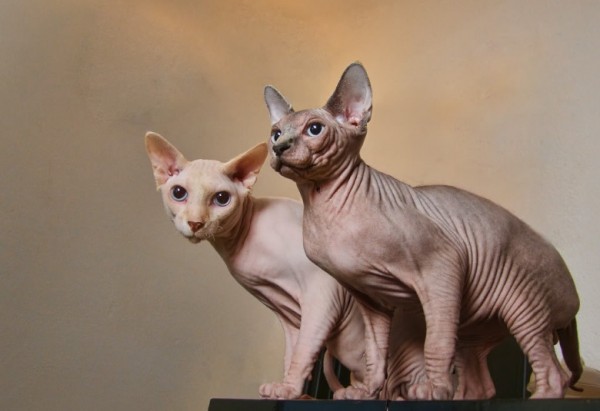 Sphynx Cats - Cats Without Fur (35)