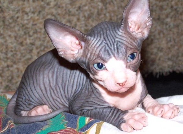 Sphynx Cats - Cats Without Fur (37)