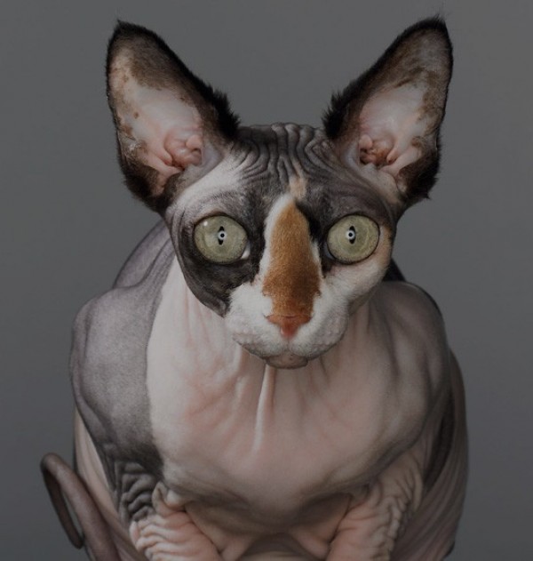 Sphynx Cats - Cats Without Fur (39)