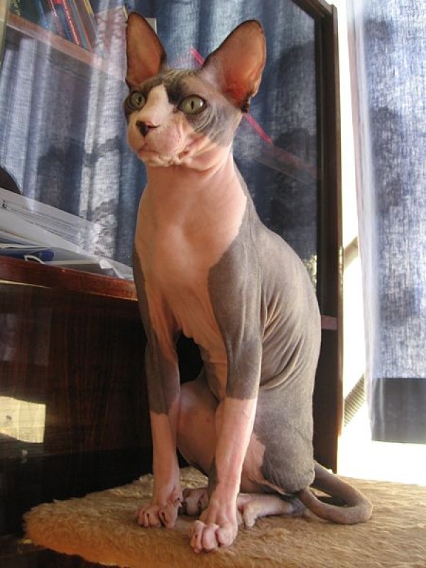Sphynx Cats - Cats Without Fur (40)