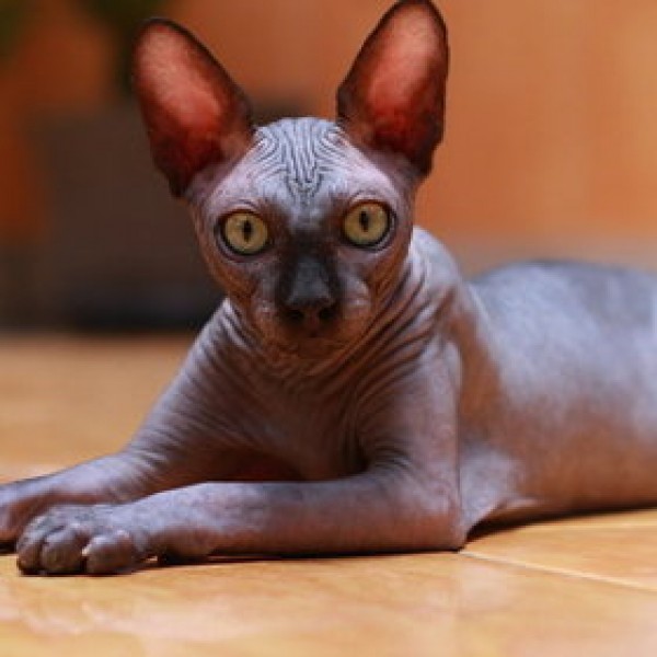 Sphynx Cats - Cats Without Fur (41)