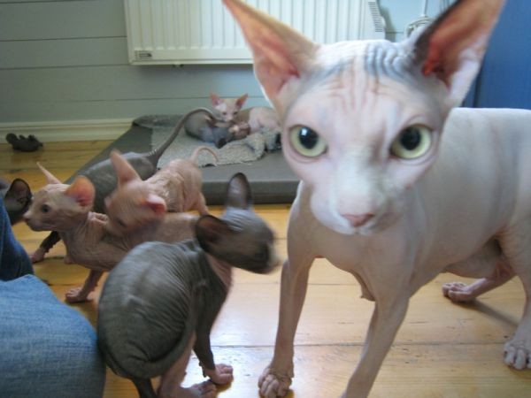 Sphynx Cats - Cats Without Fur (5)