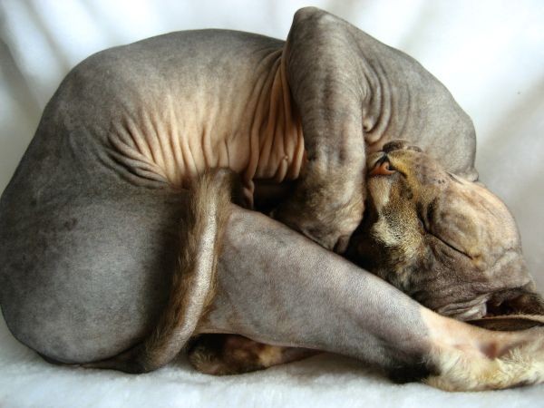 Sphynx Cats - Cats Without Fur (8)