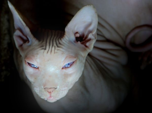 Sphynx Cats - Cats Without Fur (9)