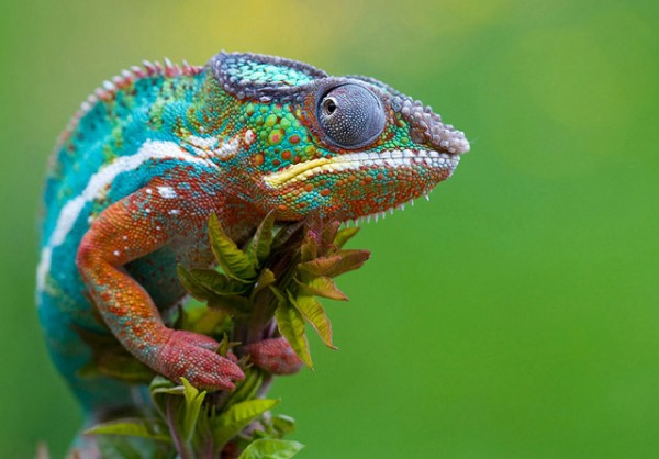 Best National Geographic Photos of Year 2013 (29)